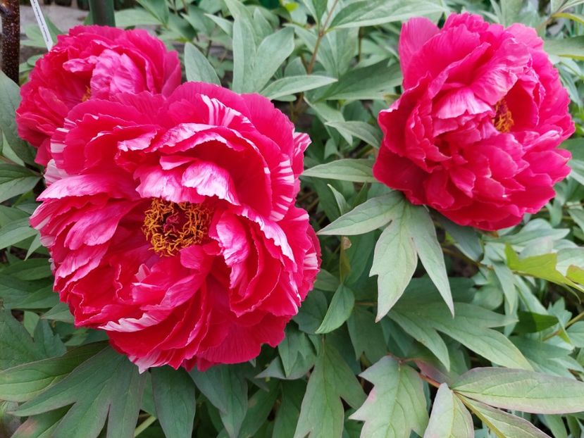  - 2023 mai continuare