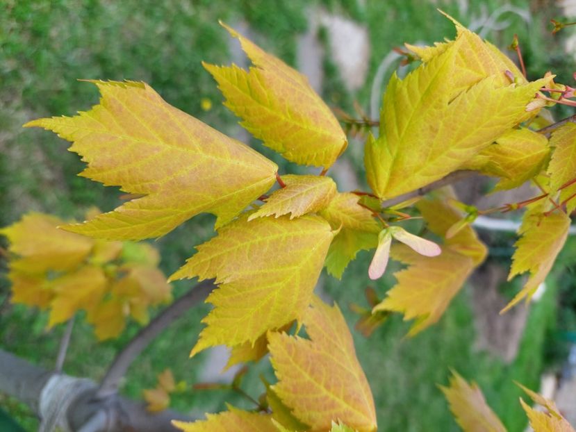  - 2023 mai continuare