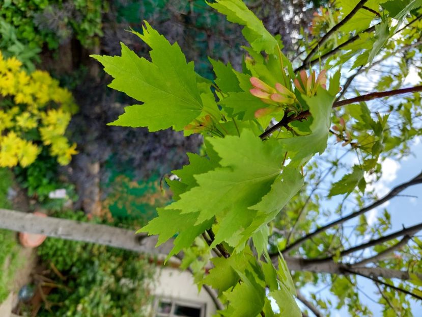  - 2023 mai continuare