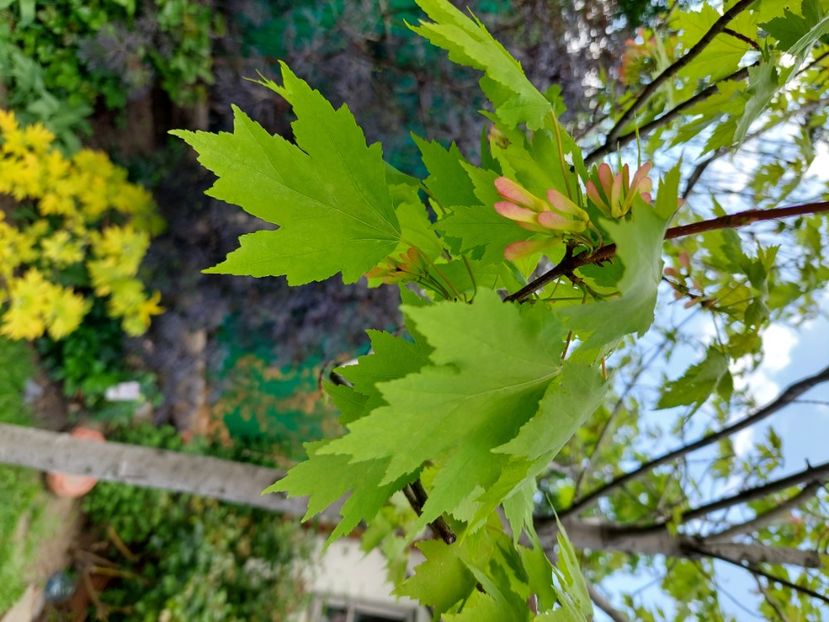  - 2023 mai continuare