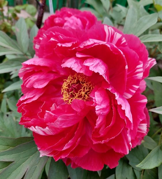  - 2023 mai continuare