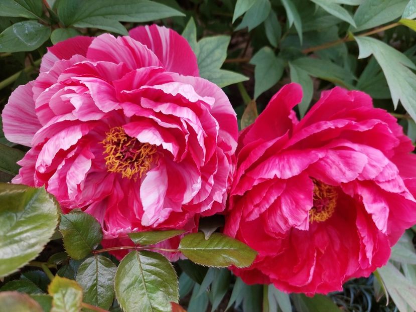  - 2023 mai continuare