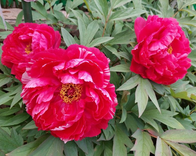  - 2023 mai continuare