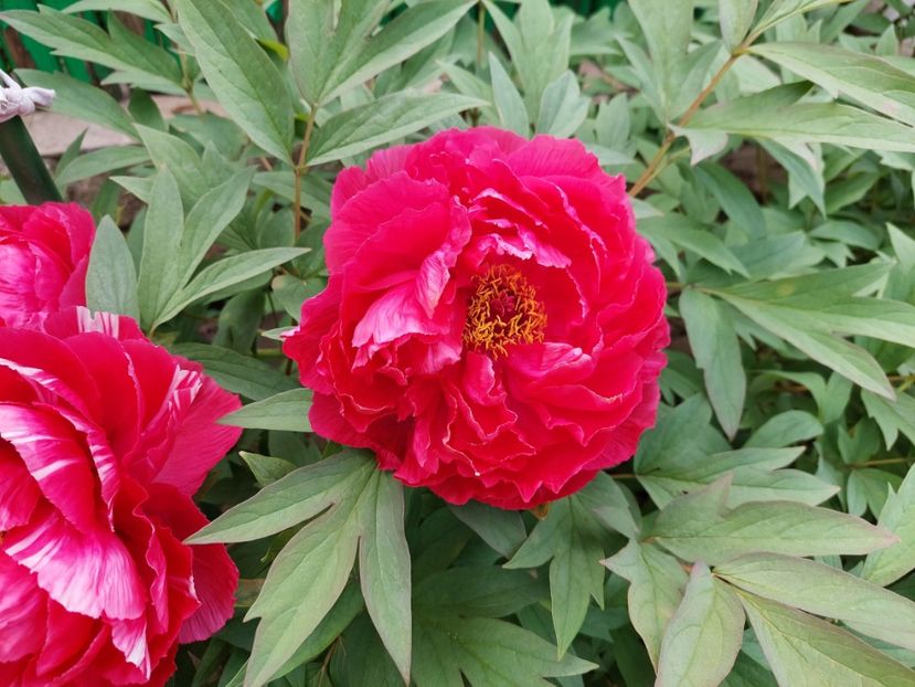  - 2023 mai continuare