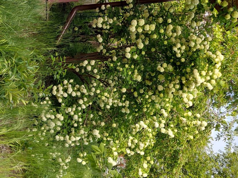  - 2023 mai continuare