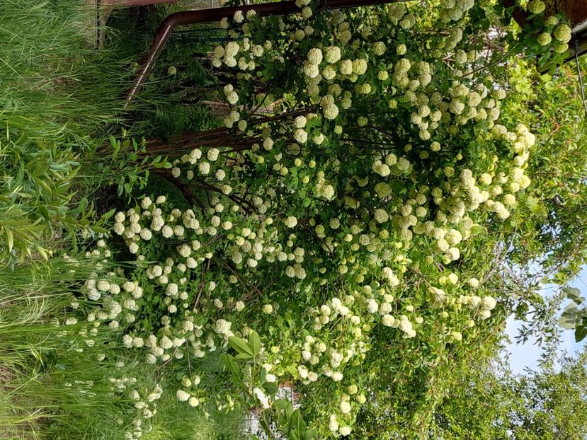  - 2023 mai continuare