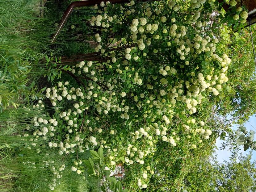  - 2023 mai continuare