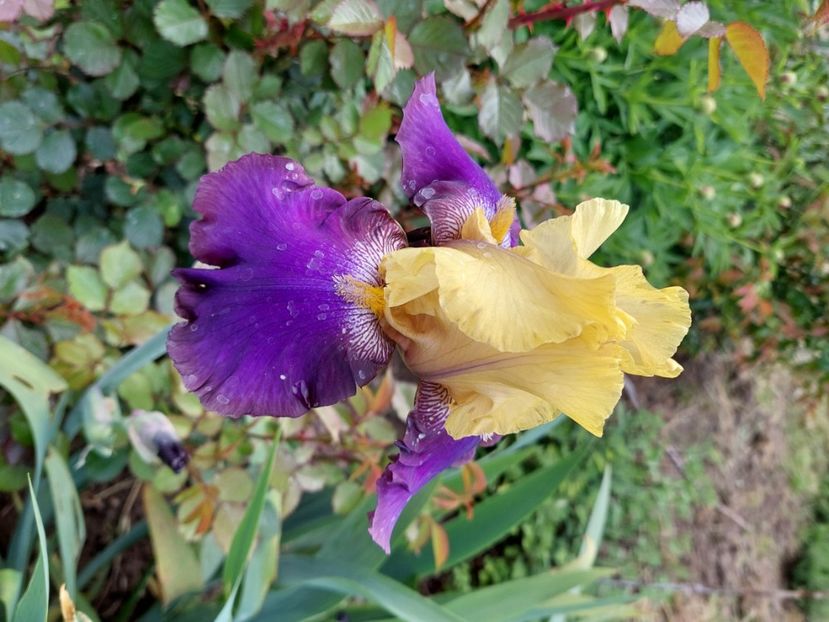  - 2023 mai continuare