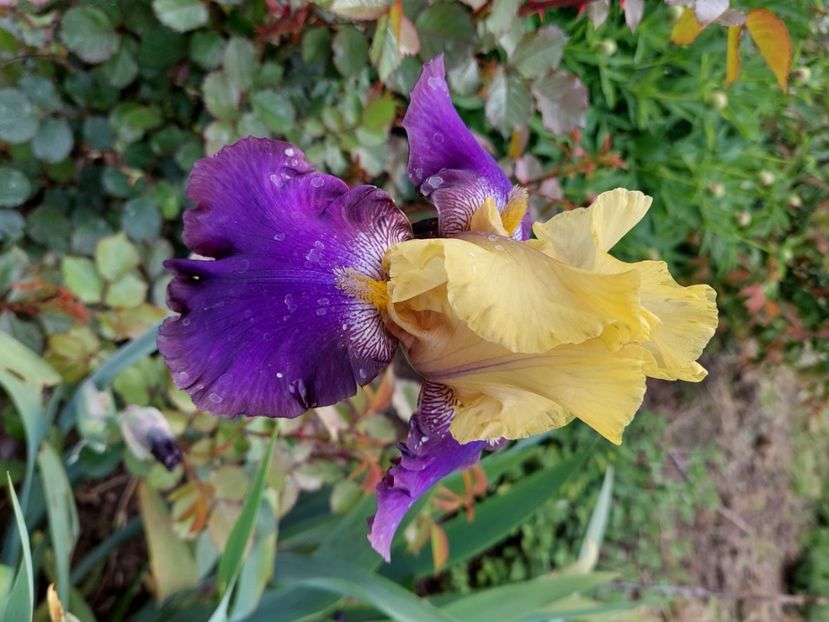  - 2023 mai continuare