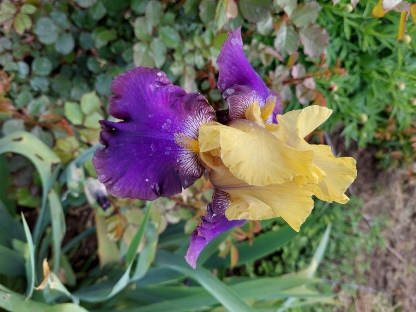  - 2023 mai continuare