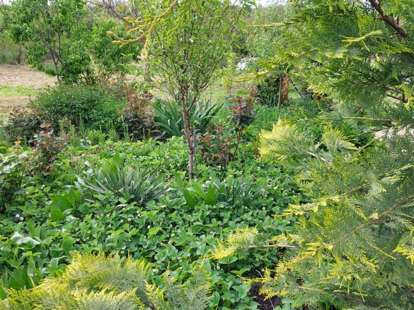  - 2023 mai continuare