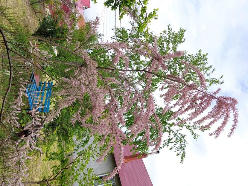  - 2023 mai continuare