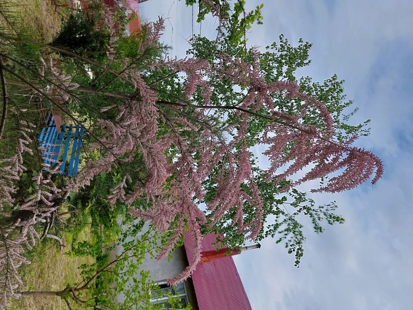  - 2023 mai continuare