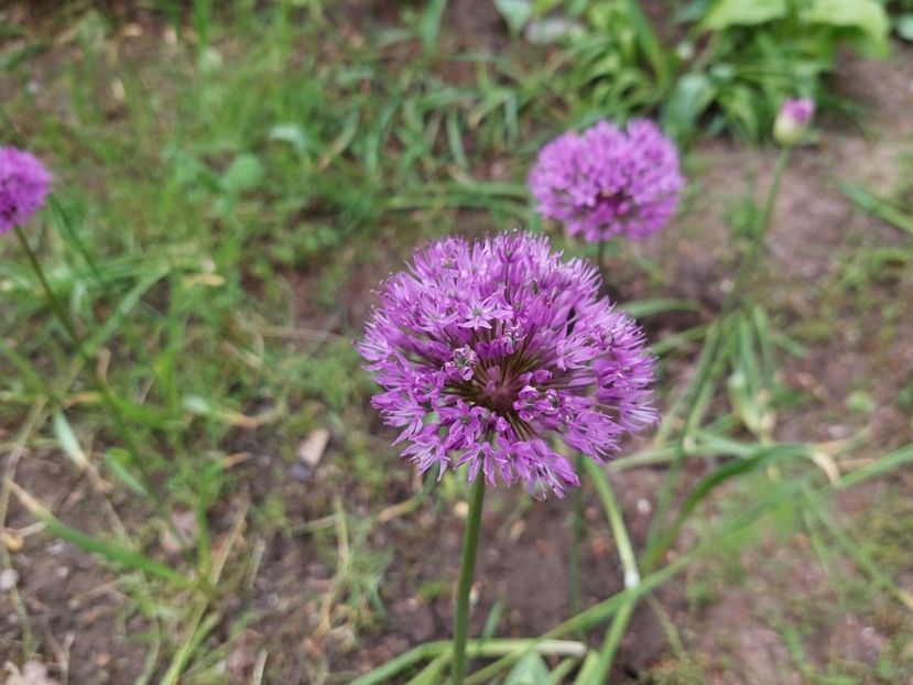  - 2023 mai continuare