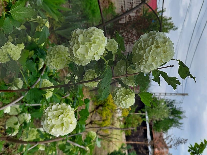  - 2023 mai continuare