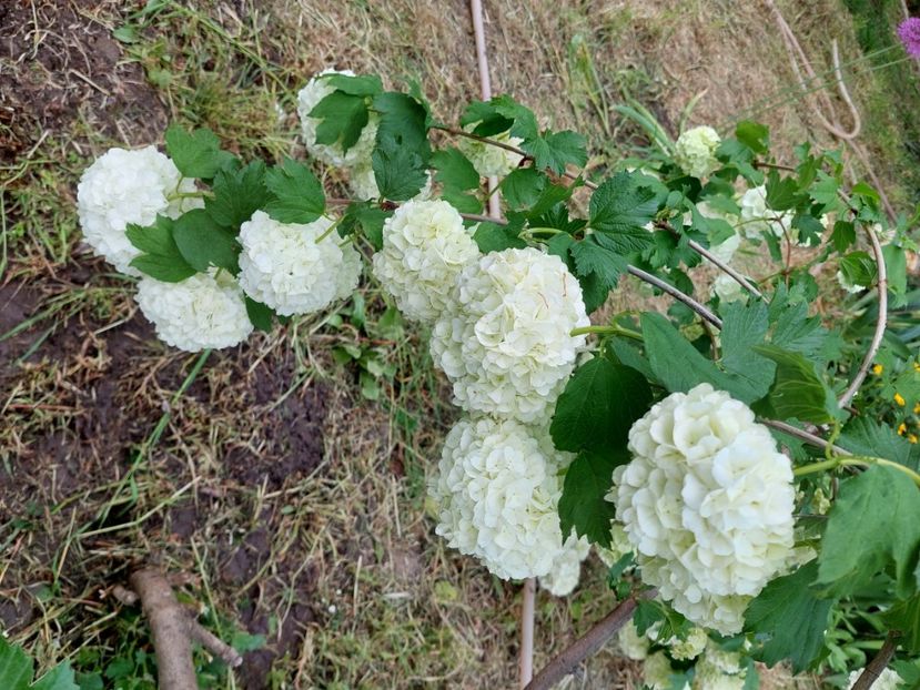  - 2023 mai continuare