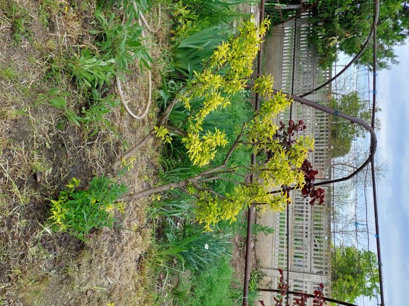  - 2023 mai continuare