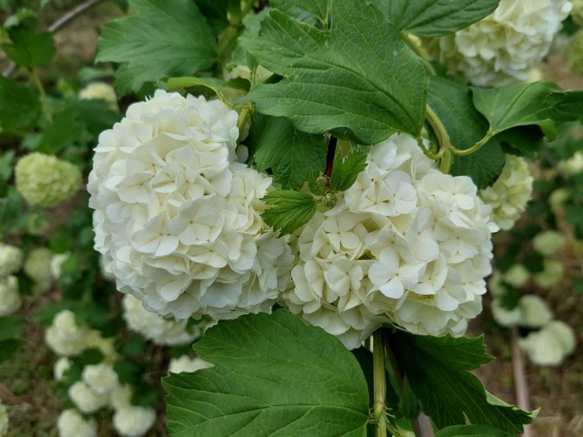  - 2023 mai continuare