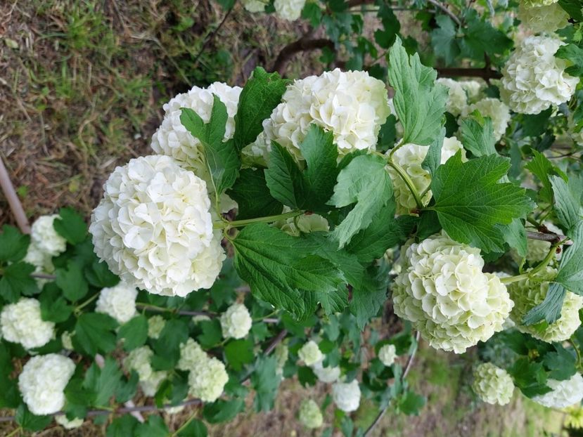  - 2023 mai continuare