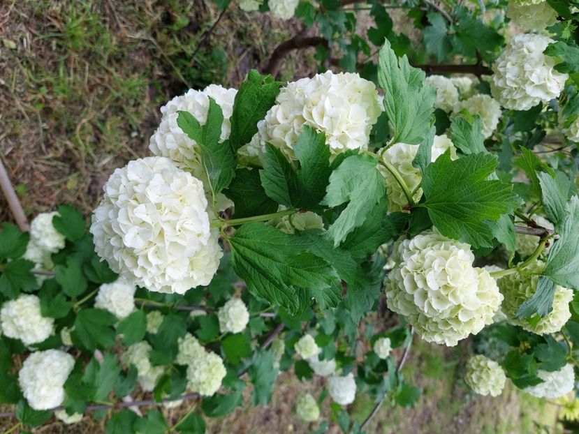  - 2023 mai continuare