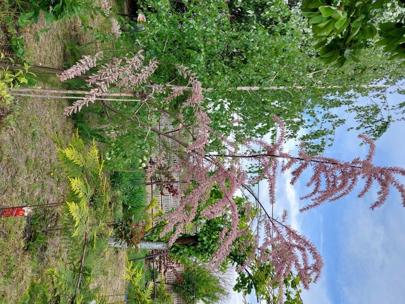  - 2023 mai continuare