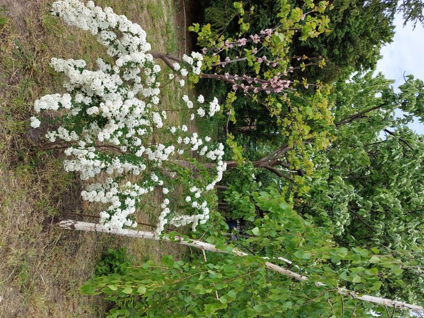  - 2023 mai continuare