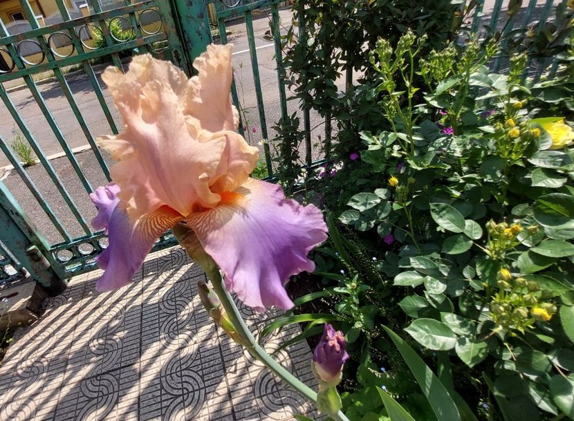  - 2023 mai continuare