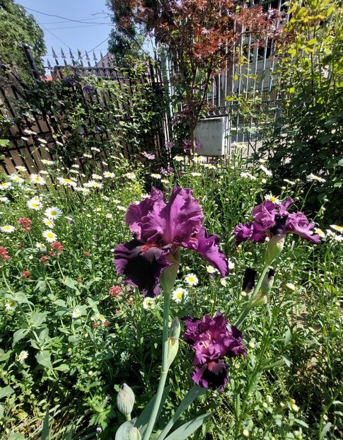  - 2023 mai continuare