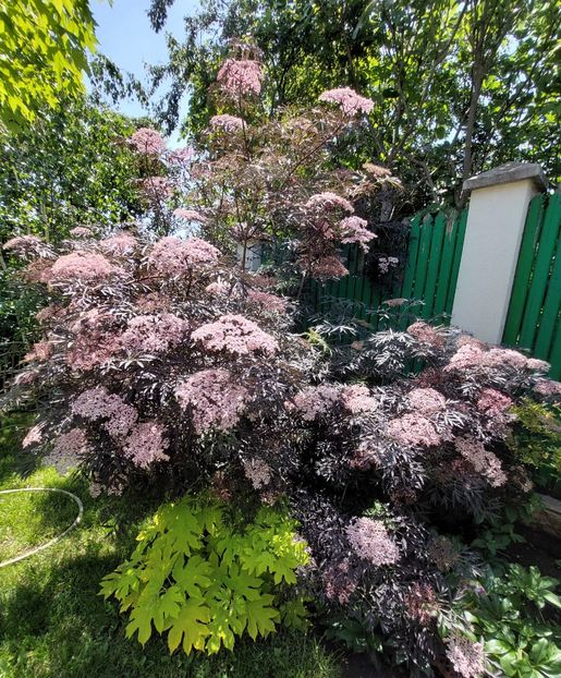  - 2023 mai continuare