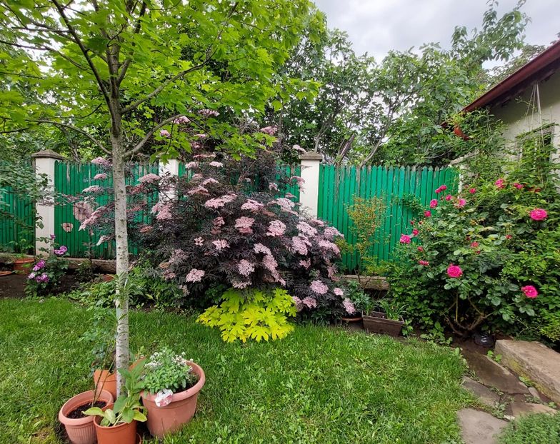  - 2023 mai continuare