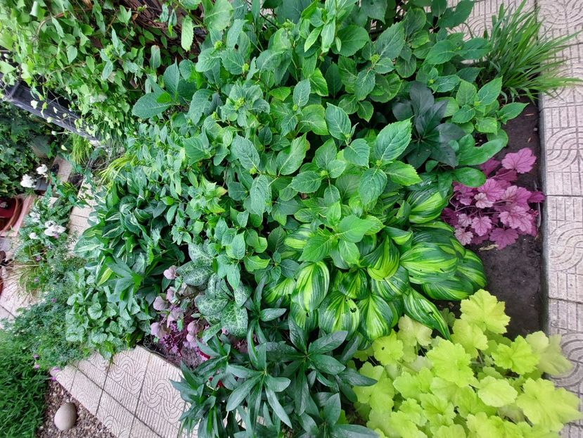  - 2023 mai continuare