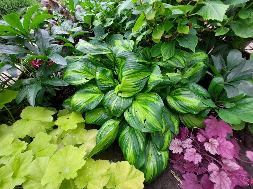  - 2023 mai continuare