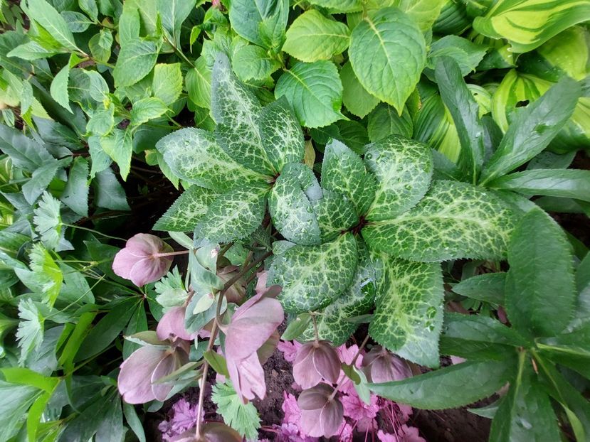  - 2023 mai continuare