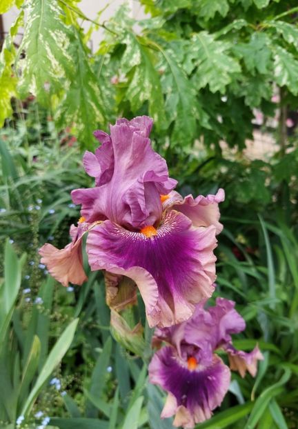  - 2023 mai continuare