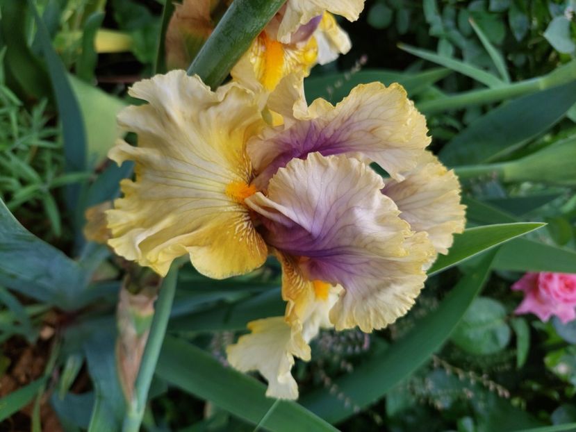  - 2023 mai continuare