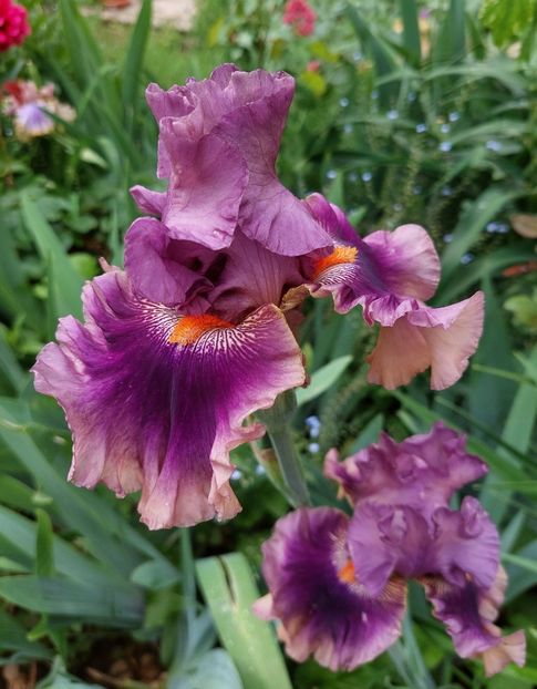  - 2023 mai continuare