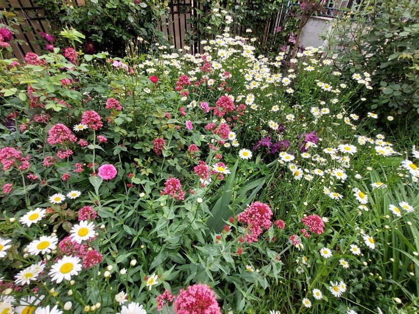  - 2023 mai continuare