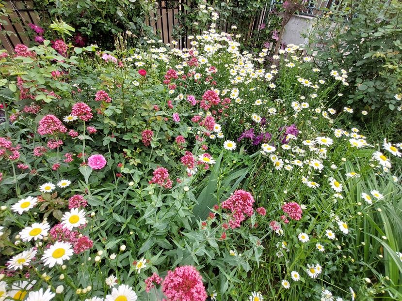  - 2023 mai continuare