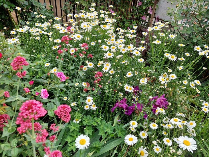  - 2023 mai continuare