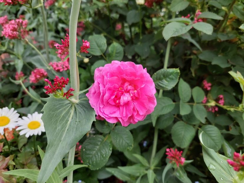  - 2023 mai continuare