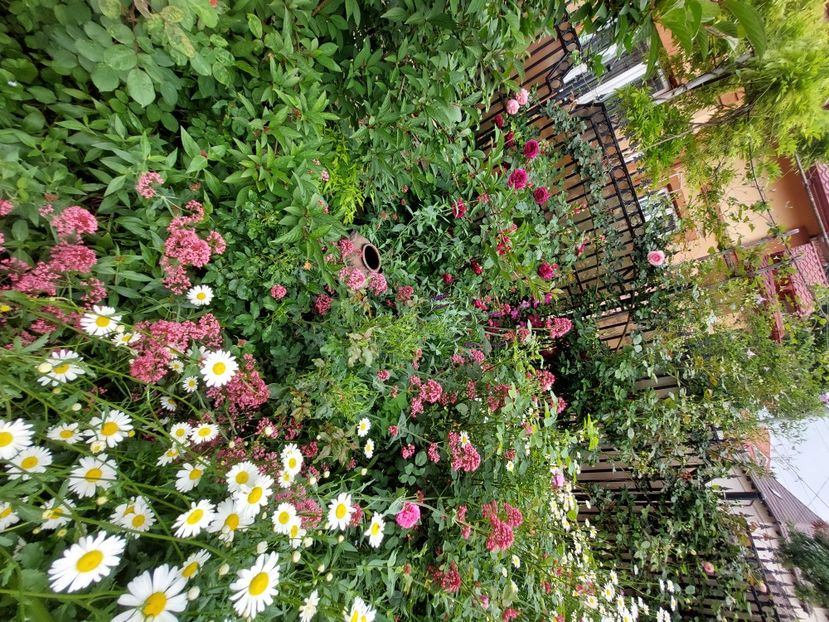  - 2023 mai continuare