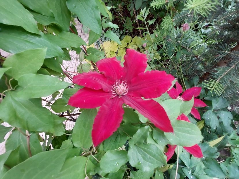  - 2023 mai continuare