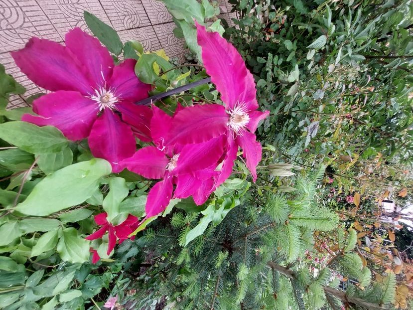  - 2023 mai continuare