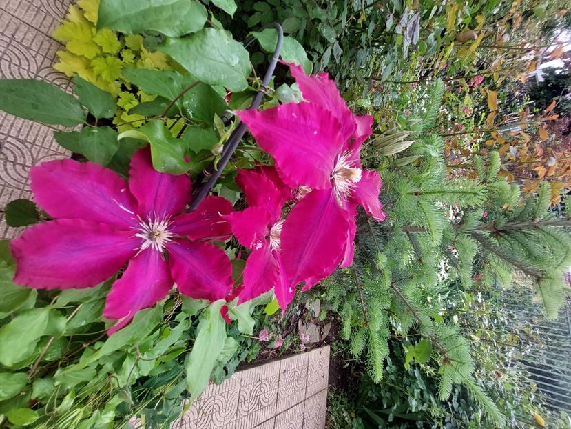  - 2023 mai continuare