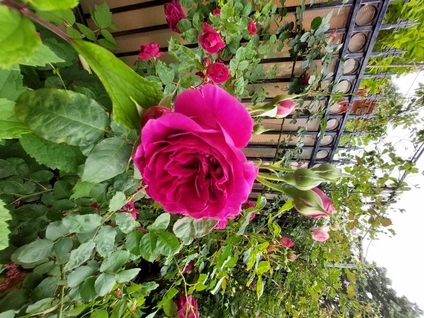  - 2023 mai continuare