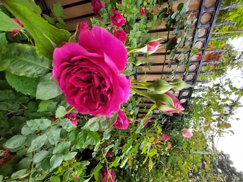  - 2023 mai continuare