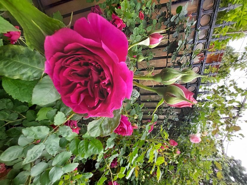  - 2023 mai continuare