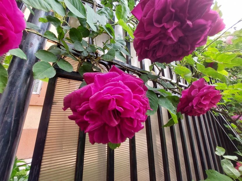  - 2023 mai continuare