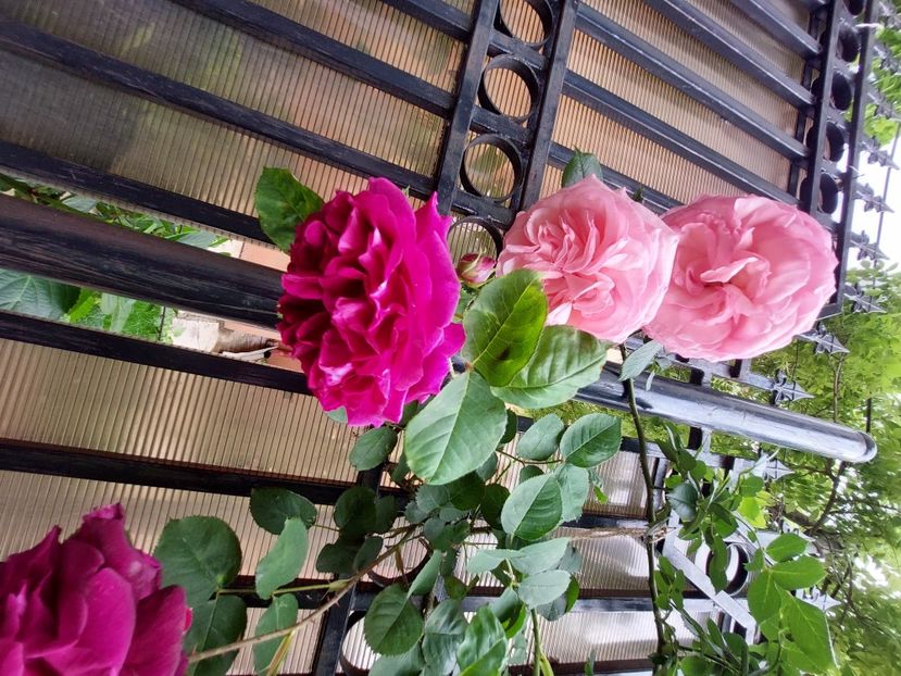  - 2023 mai continuare