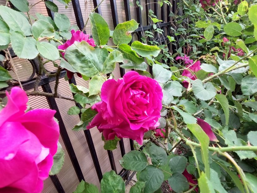  - 2023 mai continuare